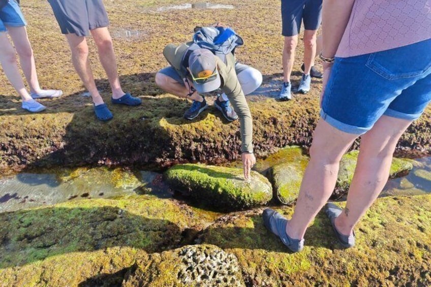 People examining rocks on a beach. 3