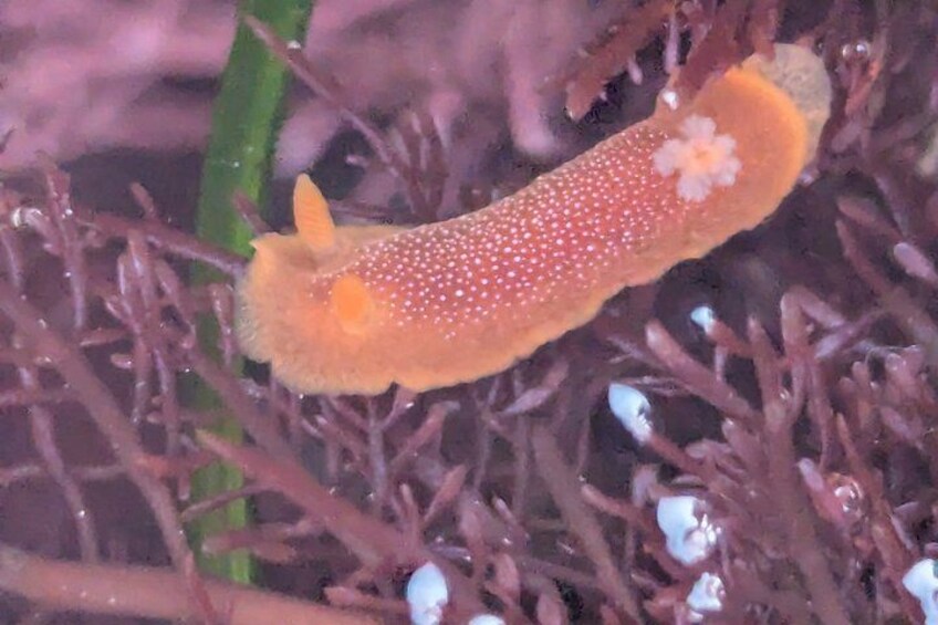 A sea cucumber on a coral reef. 2
