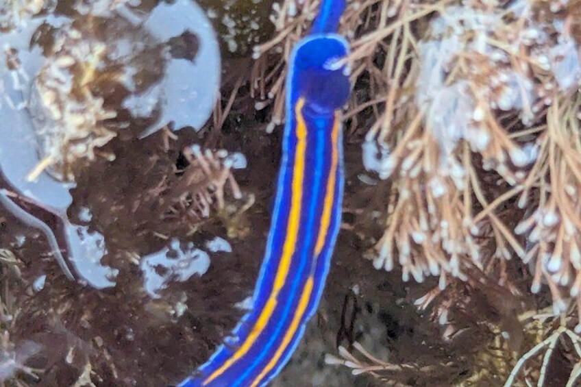 A blue and yellow object, possibly a tube, in a natural setting with soil and plant roots. 3