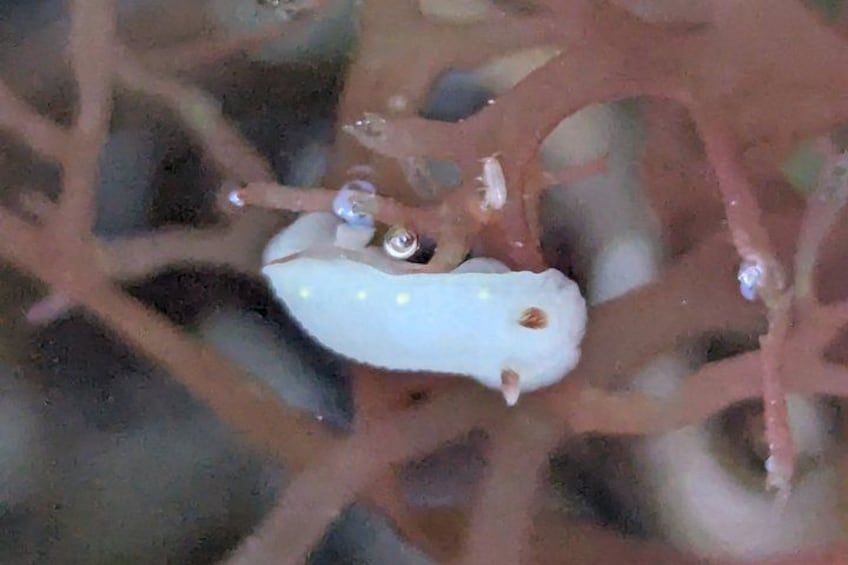 A white object with brown spots on a reddish structure. 2