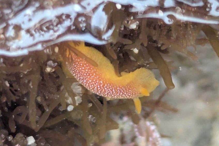 A yellow sea anemone with white spots among brown seaweed. 4