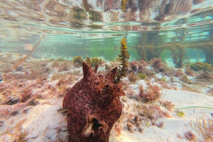 Observing a sea slug! 3