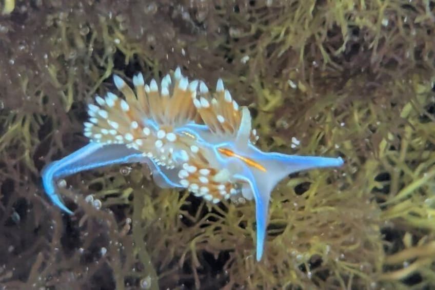 A marine creature with a star-shaped body and white and orange spots, surrounded by seaweed. 1