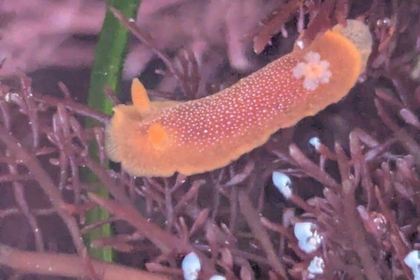 A caterpillar on a branch. 4
