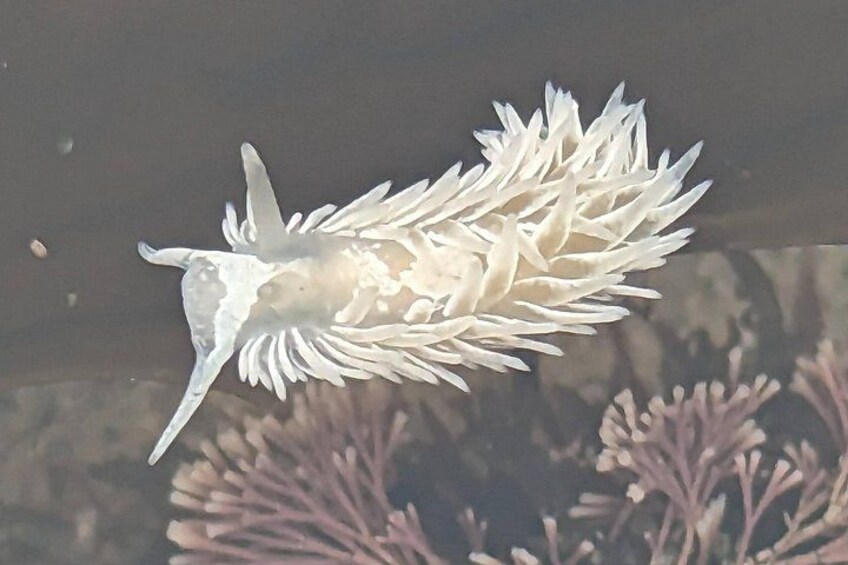 Close-up of a nudibranch in the tide pools! 2