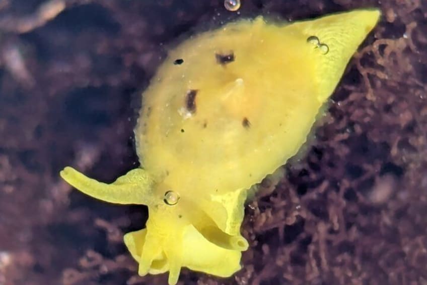 A yellow aquatic creature with two protruding appendages and a central body. 5