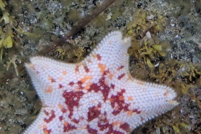 Explore San Diego Tide Pools with a Marine Biologist 2