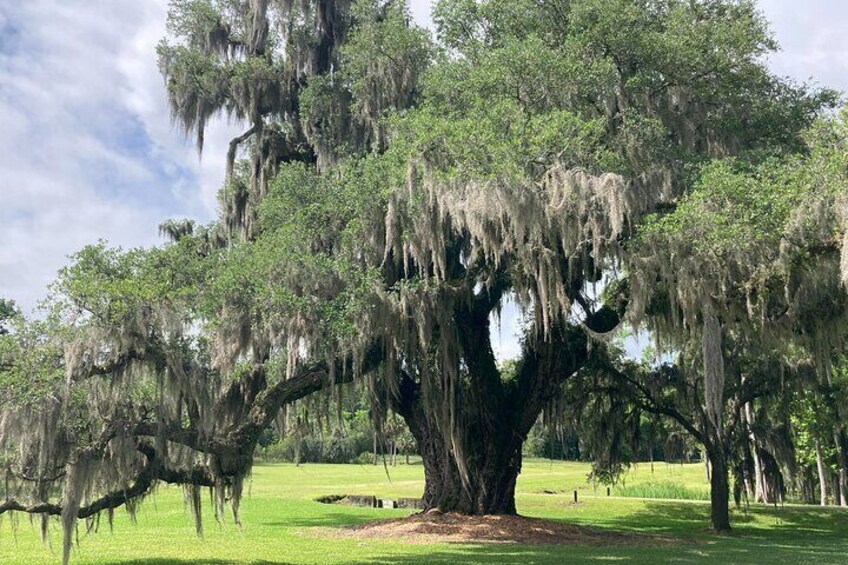 A large tree with Spanish moss in a grassy field. 3