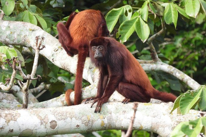 Two orangutans on a tree branch in a forested area. 1