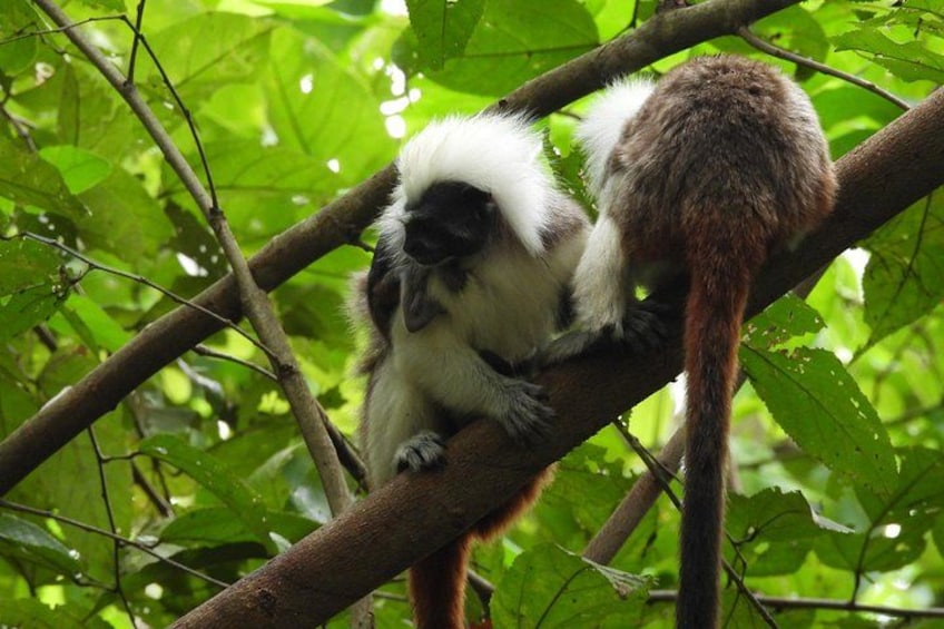 A monkey on a tree branch surrounded by green foliage. 5