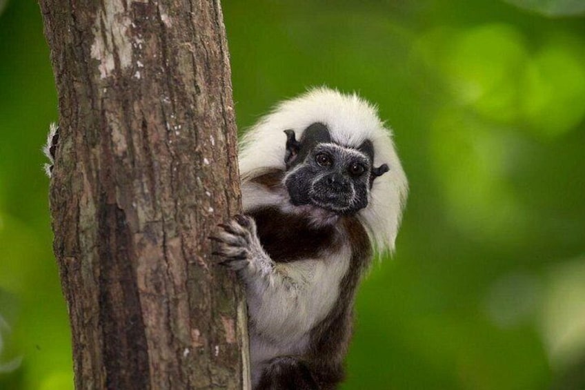 Un singe agrippé au tronc d’un arbre dans une forêt verdoyante. 5