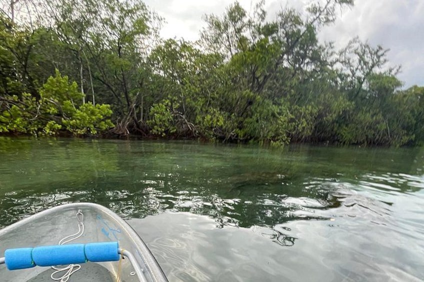 A boat on calm water with dense mangrove foliage in the background. 3