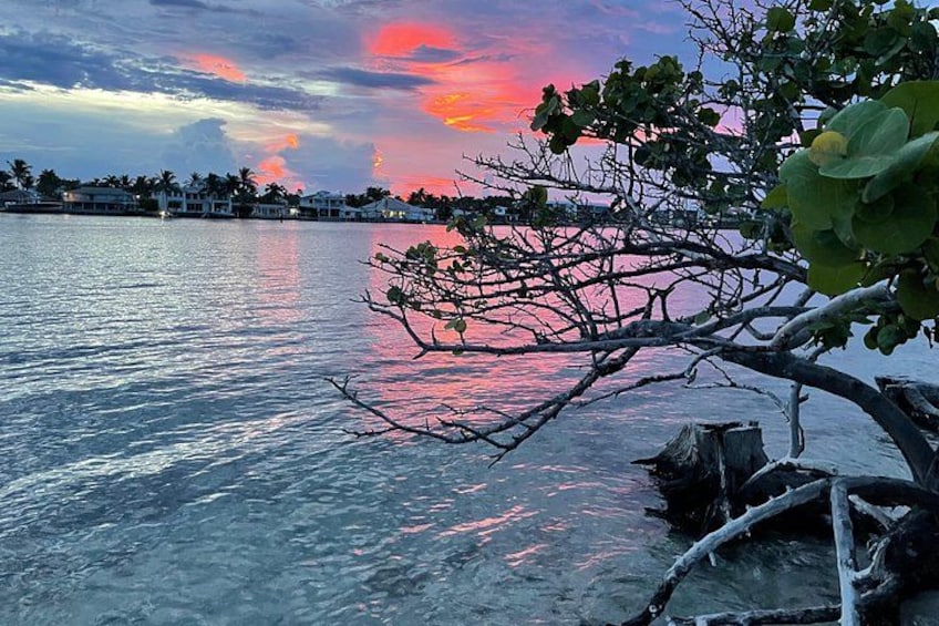 A sunset over a calm body of water with a tree branch in the foreground. 4