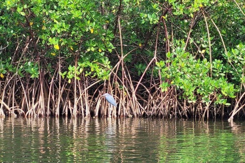 A mangrove forest with dense green foliage and tangled roots in water. 3