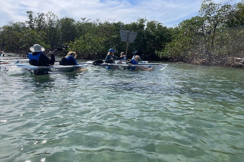 Spotting a manatee. 2