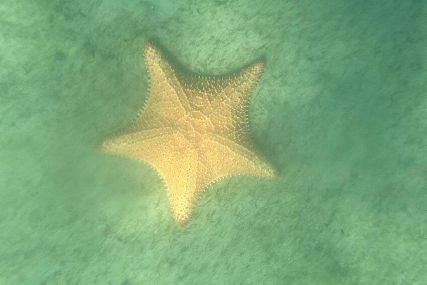 Beautiful Cushion Starfish 4