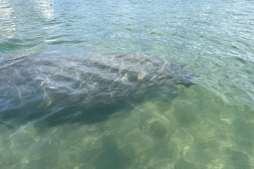 Clear water with a fish swimming near the surface. 5