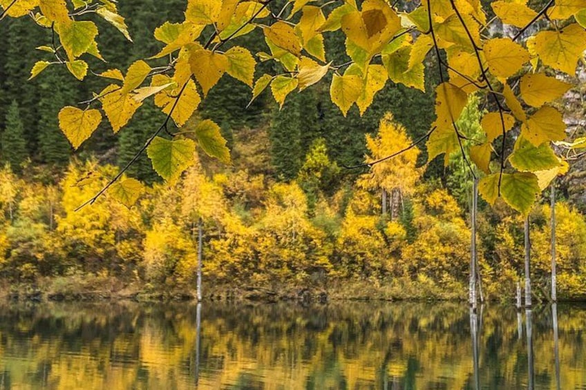 Ein See mit gelben Blättern, die sich im Wasser spiegeln, umgeben von Bäumen. 4