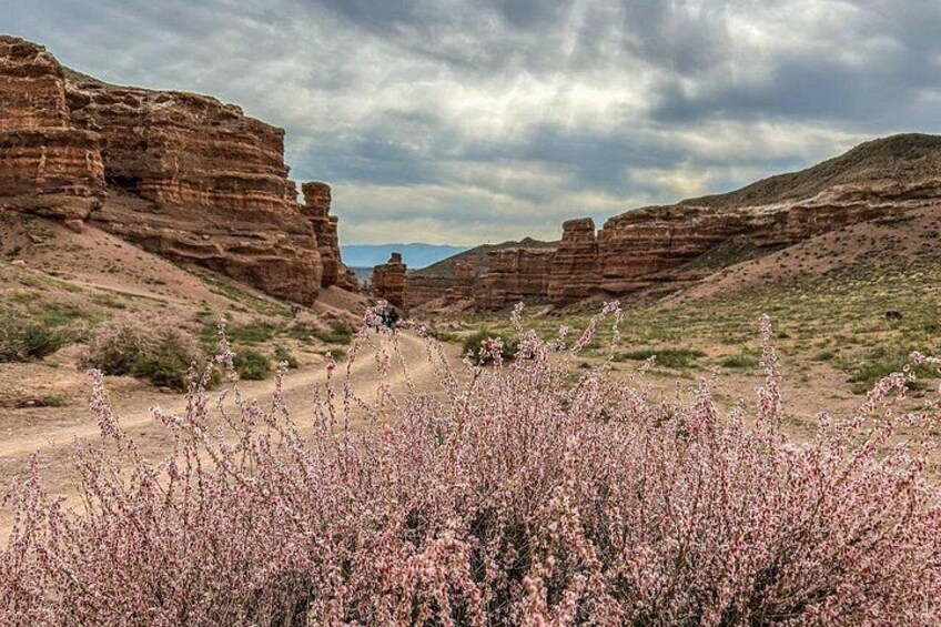 A desert landscape with rocky cliffs, a dirt road, and flowering shrubs. 4
