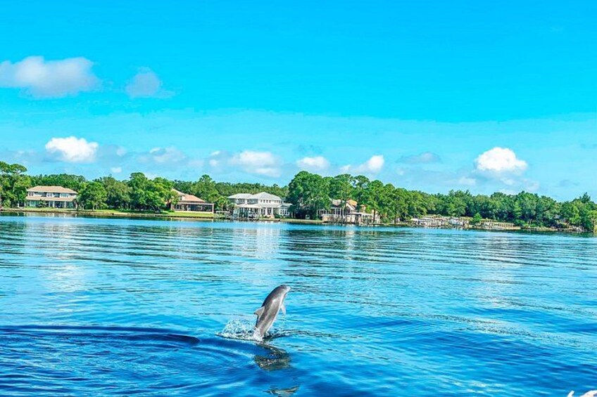 A dolphin leaping out of the water in a clear blue lake with houses and greenery in the background. 4
