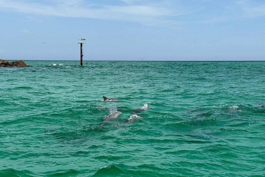 Dolphins swimming in the ocean with a lighthouse in the background. 2