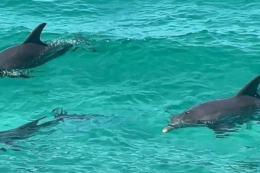 Two dolphins swimming in clear blue water. 3