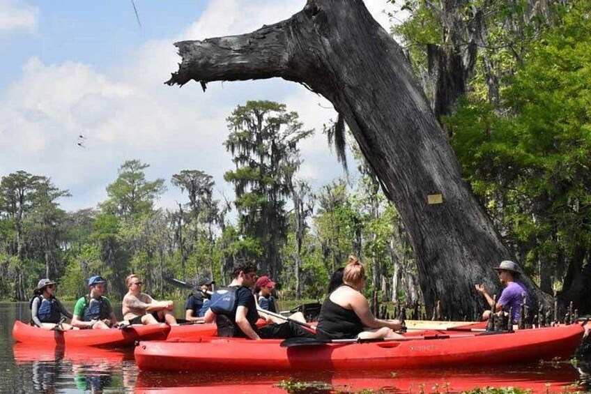 Manchac Swamp Extended 4-Hour Kayak Tour with Pickup 1