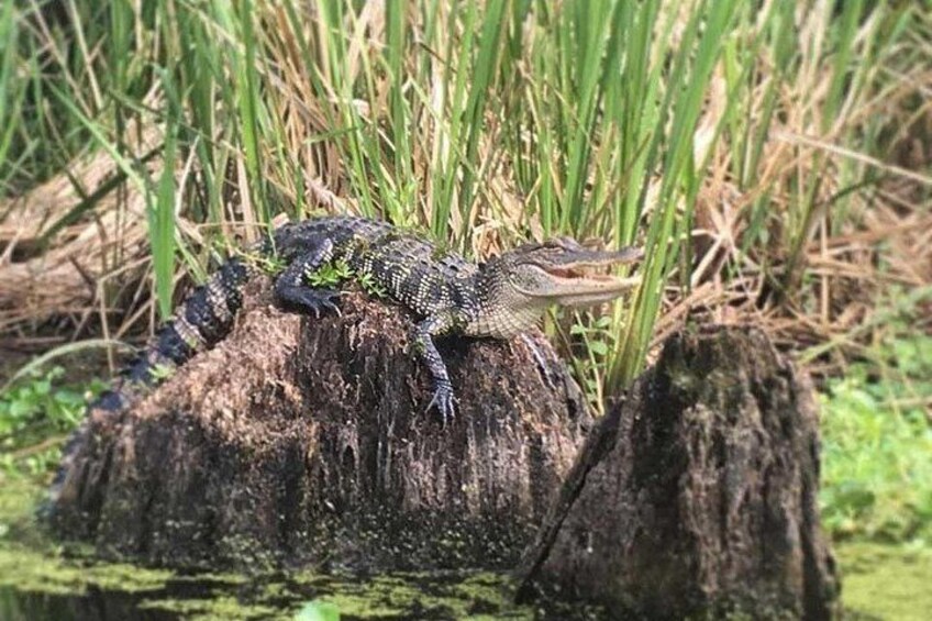 Manchac Swamp Extended 4-Hour Kayak Tour with Pickup 2