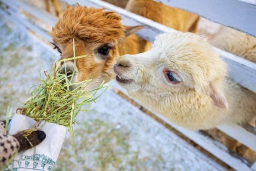 Alpaca World and Gangchon Rail Bike Day Trip from Seoul 3