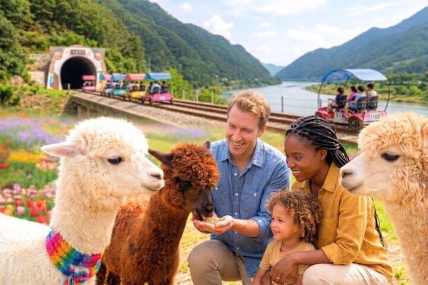 A family interacting with llamas in a scenic outdoor setting with a train and a lake in the background. 4