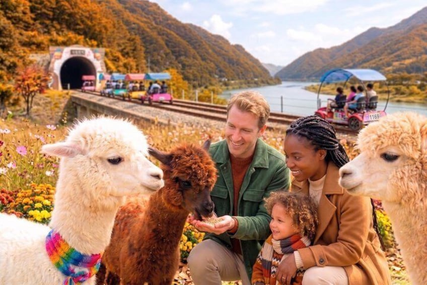 Alpaca World and Gangchon Rail Bike Day Trip from Seoul 2