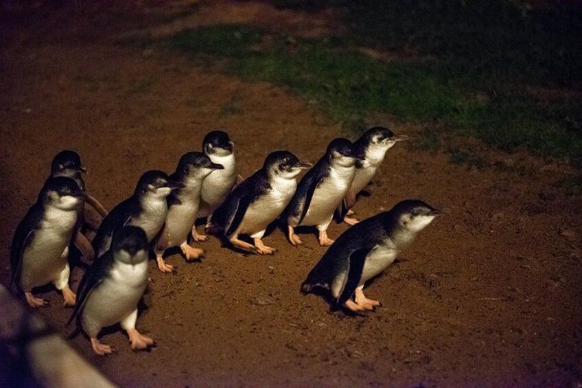 Brighton Bath Boxes & Puffing Billy & Penguin Parade 1-Day Tour 2