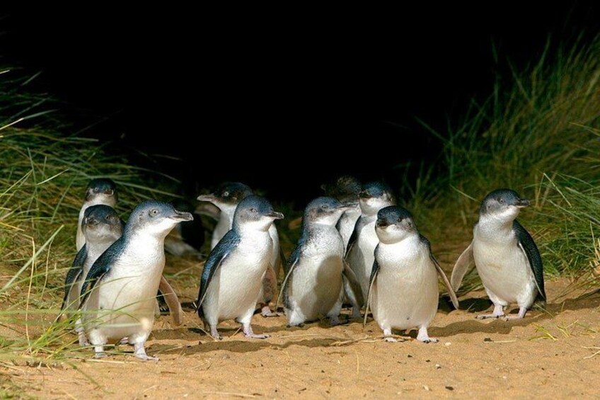 Brighton Bath Boxes & Puffing Billy & Penguin Parade 1-Day Tour 2