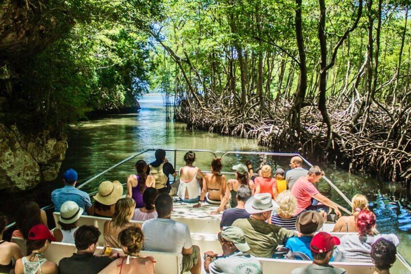 A group of people on a boat in a mangrove forest. 5