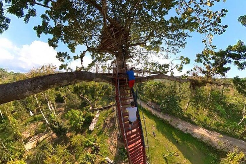 A tree with a zip line. 3