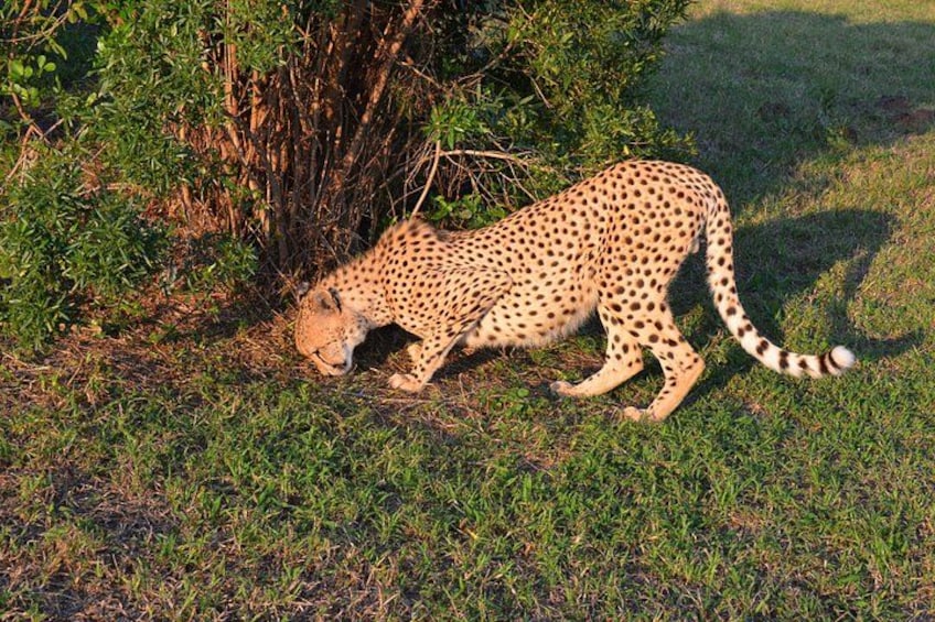 A cheetah walking on grass near bushes. 2