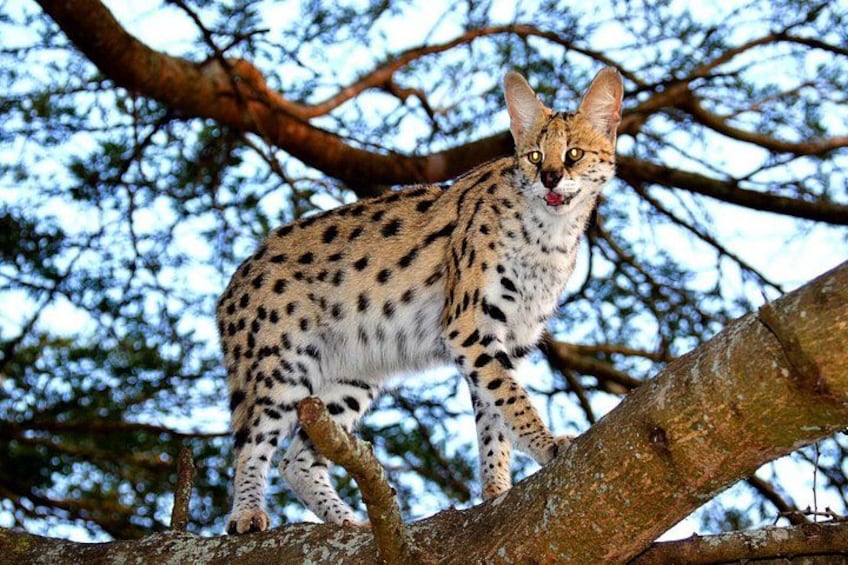 A serval cat perched on a tree branch. 3