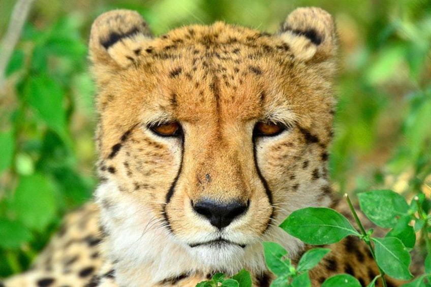 A cheetah in a natural setting with greenery. 1