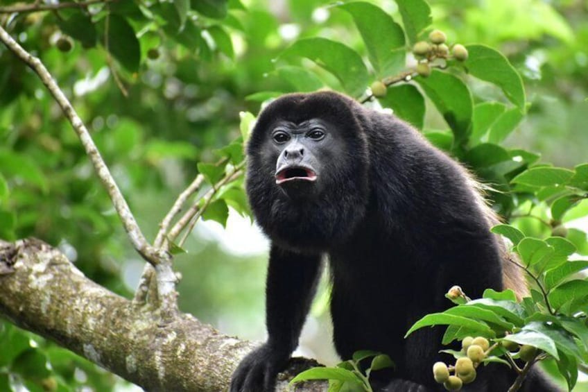 A gorilla in a lush green forest. 3