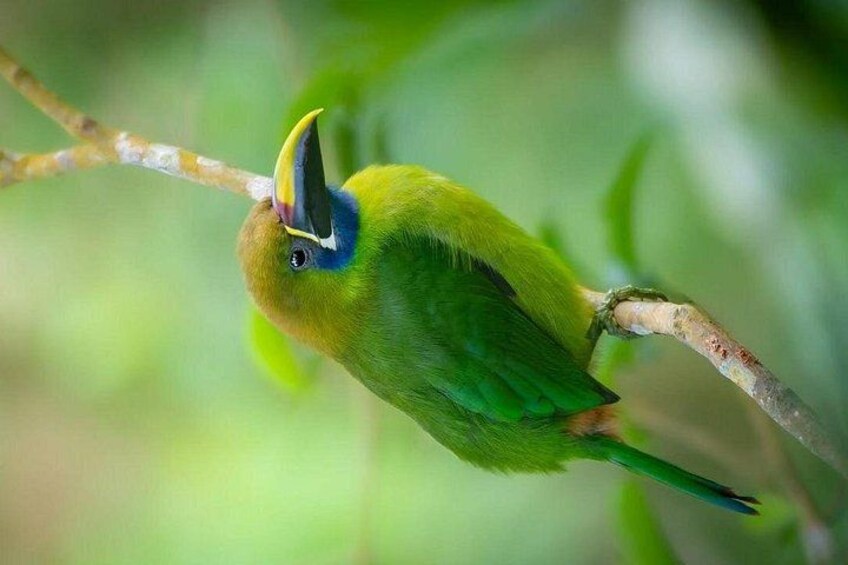 Rio Celeste, Sloth Watching & Waterfall Rainforest Experience 5
