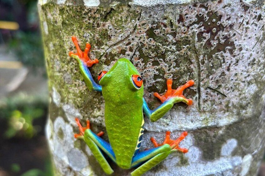 Rio Celeste, Sloth Watching & Waterfall Rainforest Experience 2