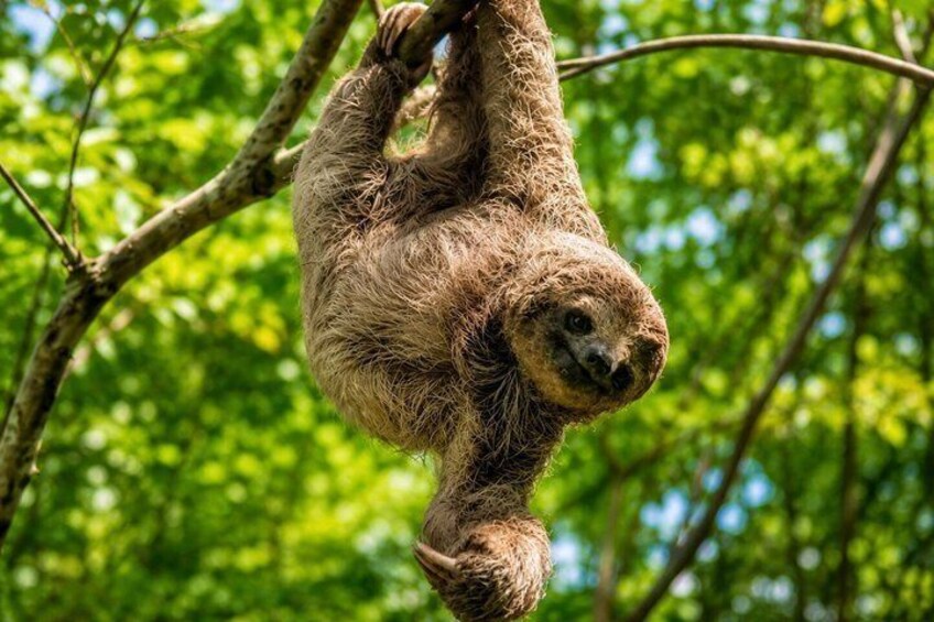 Rio Celeste, Sloth Watching & Waterfall Rainforest Experience 2