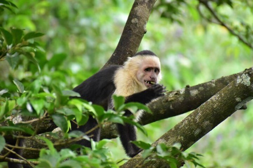 Rio Celeste, Sloth Watching & Waterfall Rainforest Experience 5