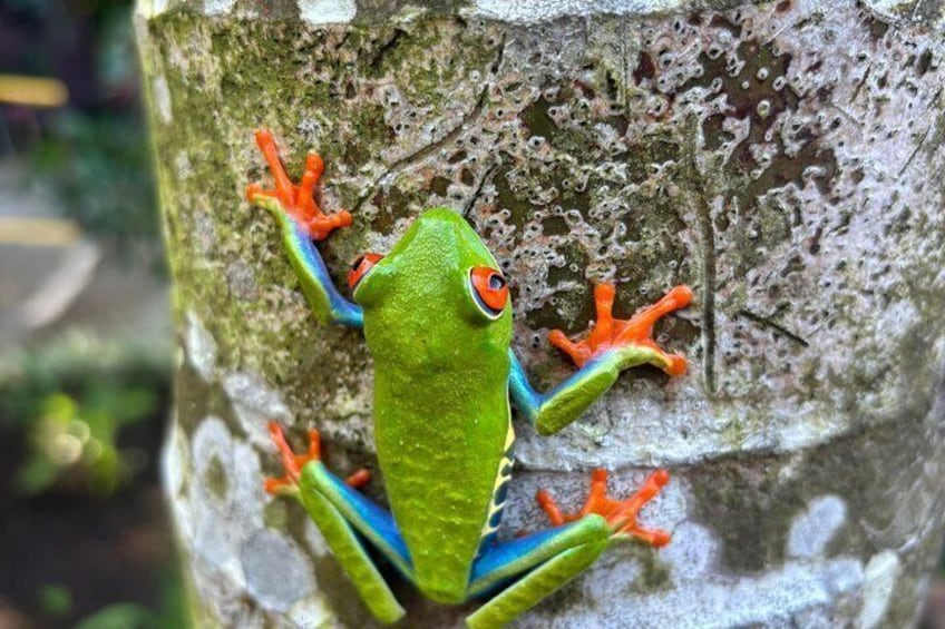 Rio Celeste, Sloth Watching & Waterfall Rainforest Experience 4