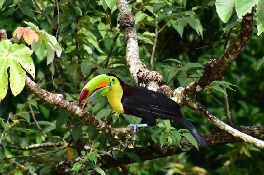A toucan perched on a tree branch. 2