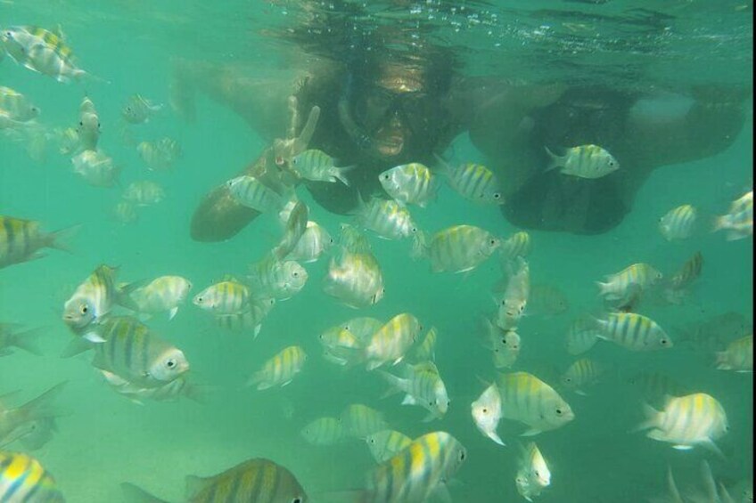 A person swimming with a school of striped fish in clear water. 4