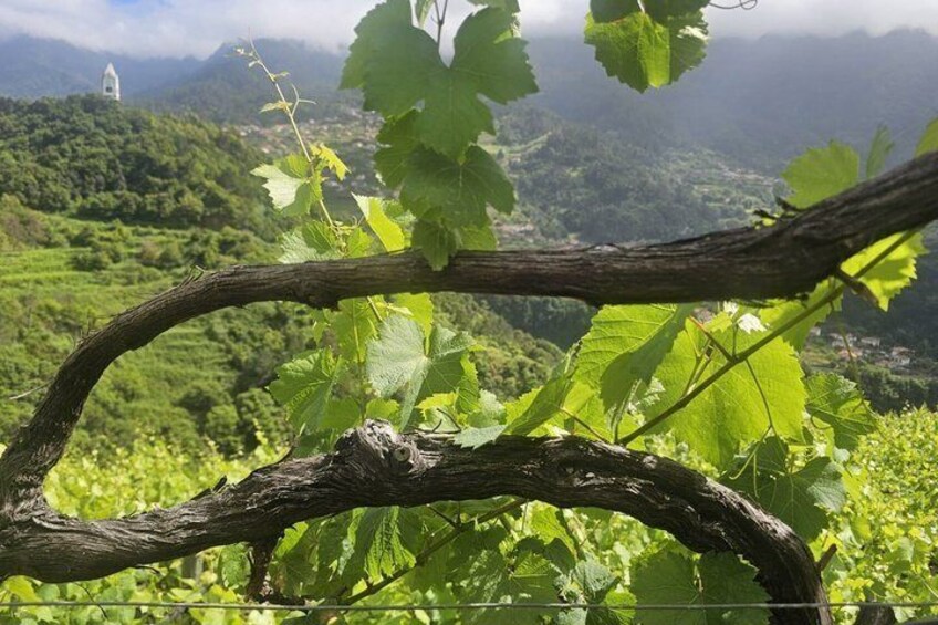Visiting local Vineyard With Wine Tasting & Lunch included 2