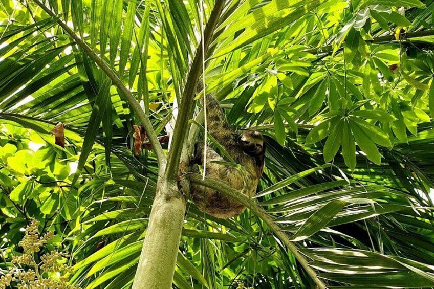 A bird perched on a tree branch surrounded by lush green foliage. 3