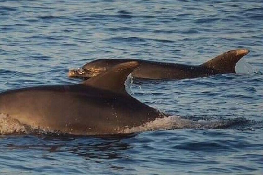 Romantic Boat Trip with Dolphin Watching