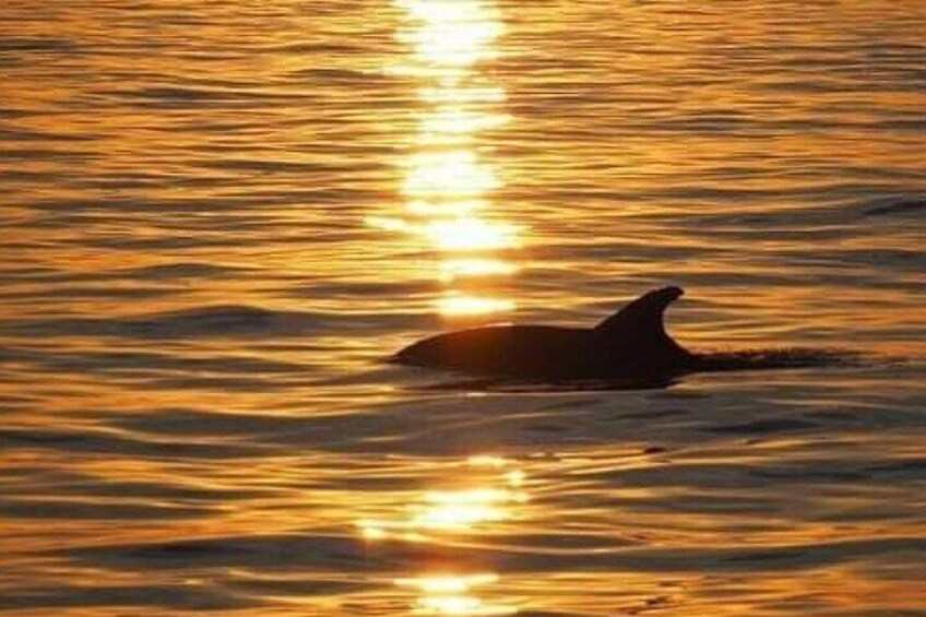 Romantic Boat Trip with Dolphin Watching